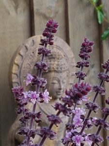Buddha and lavendar