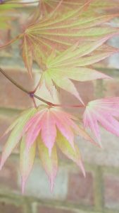 pastel acer leaf