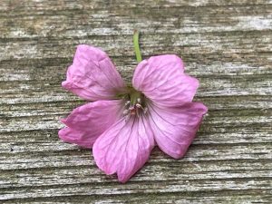 purple blossom on wood