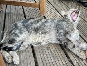 v yawn