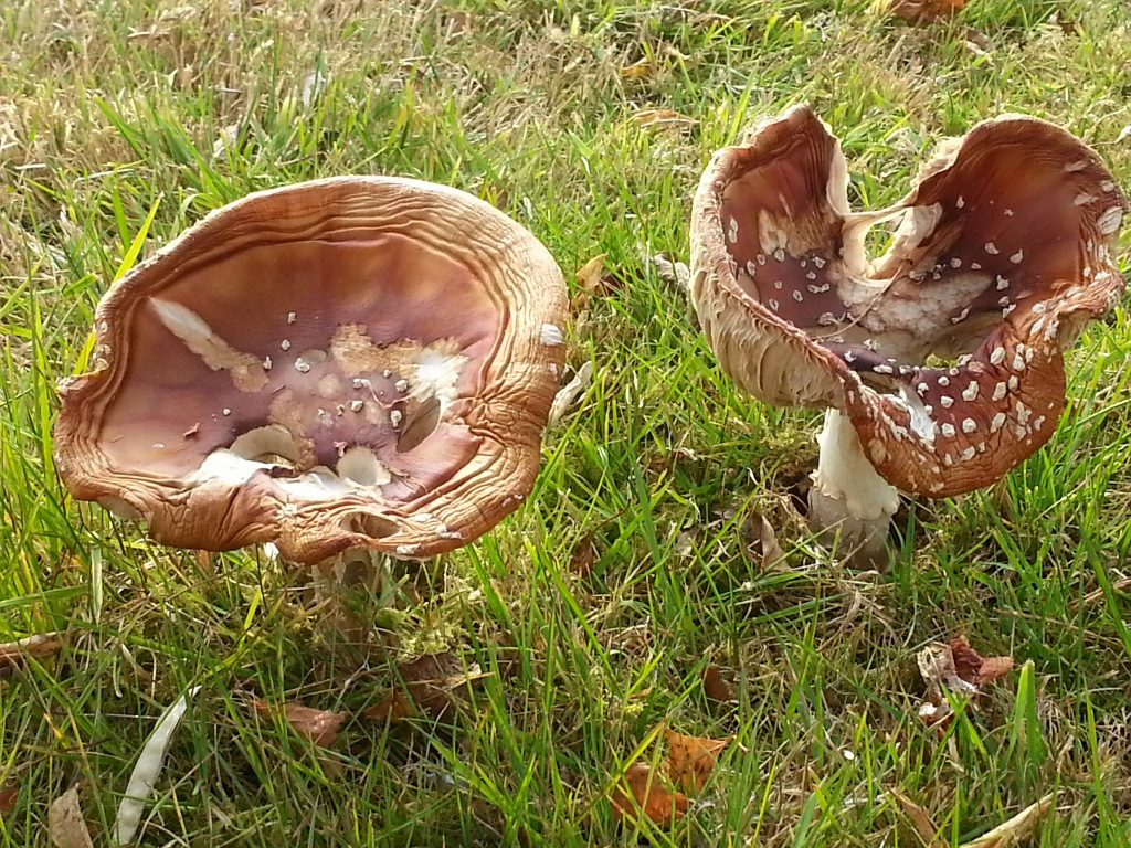 Mushrooms springing up